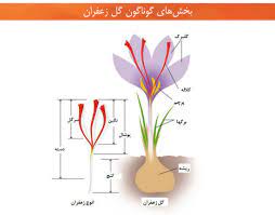 ساختار کلی گیاه زعفران