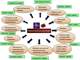 اثرات ضد سرطانی زعفران