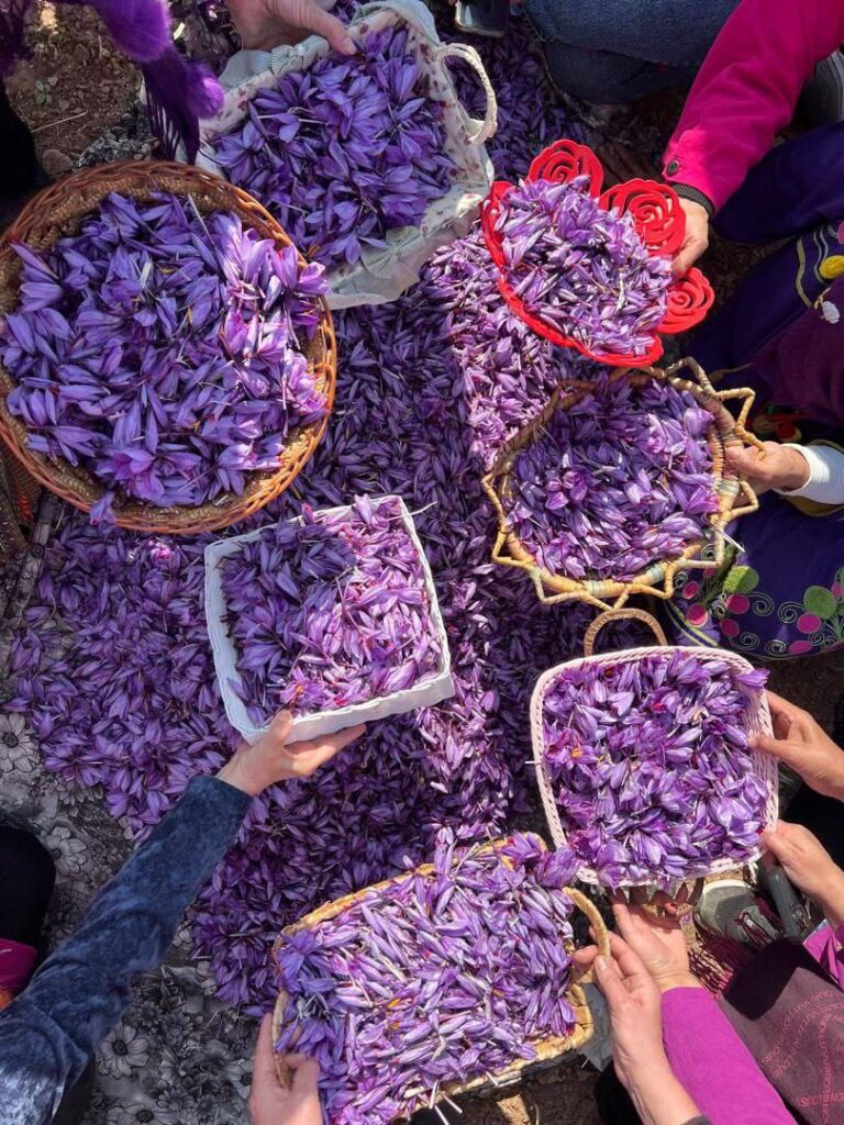 گلبرگ زعفران ایرانی