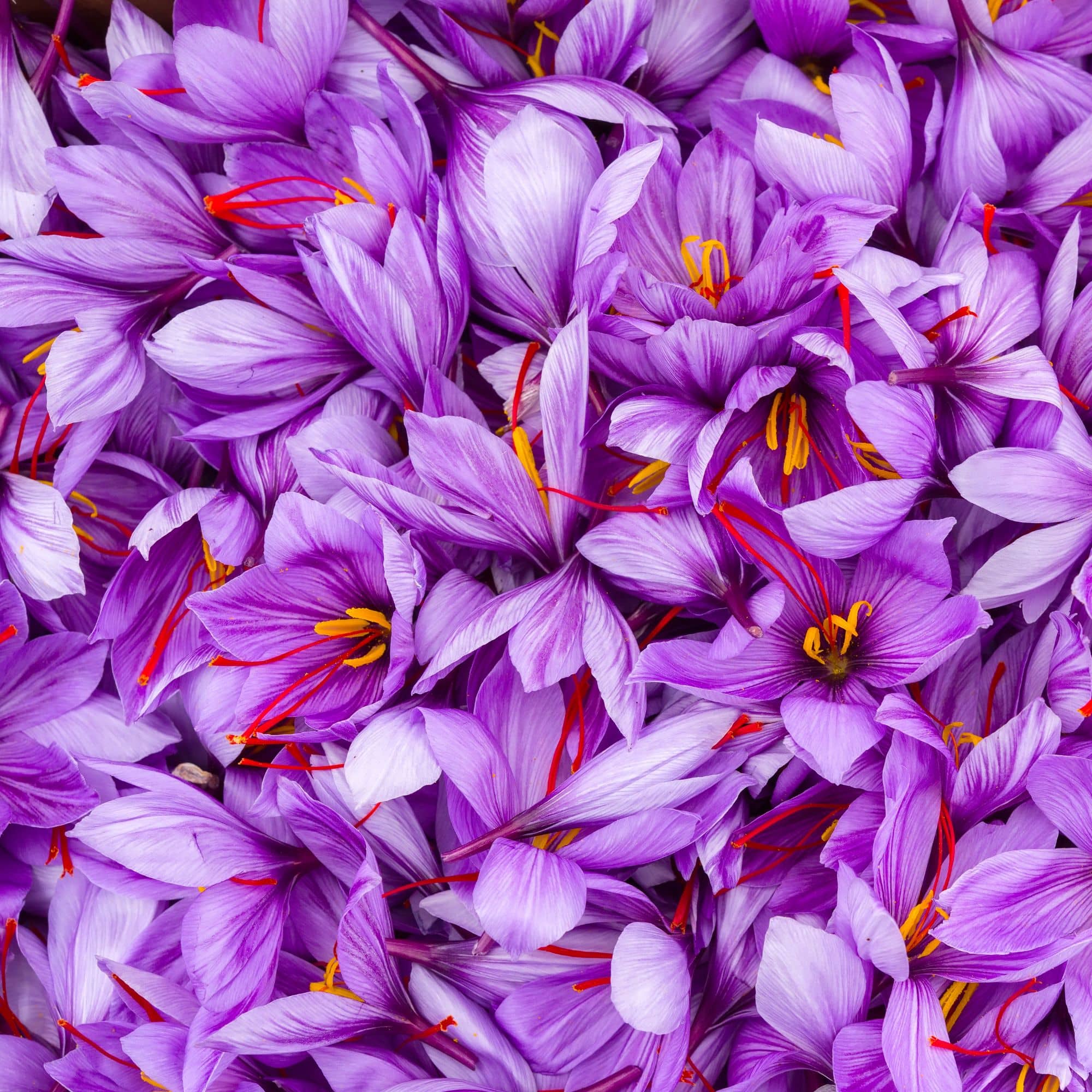 گل زعفران تماس
