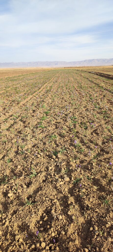 کاهش تولید مزارع زعفران در سال 1400 مزارع سرخ سار