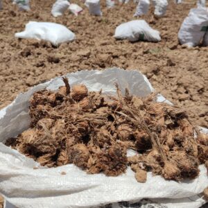 خریئ پیاز زعفران تربت حیدریه
