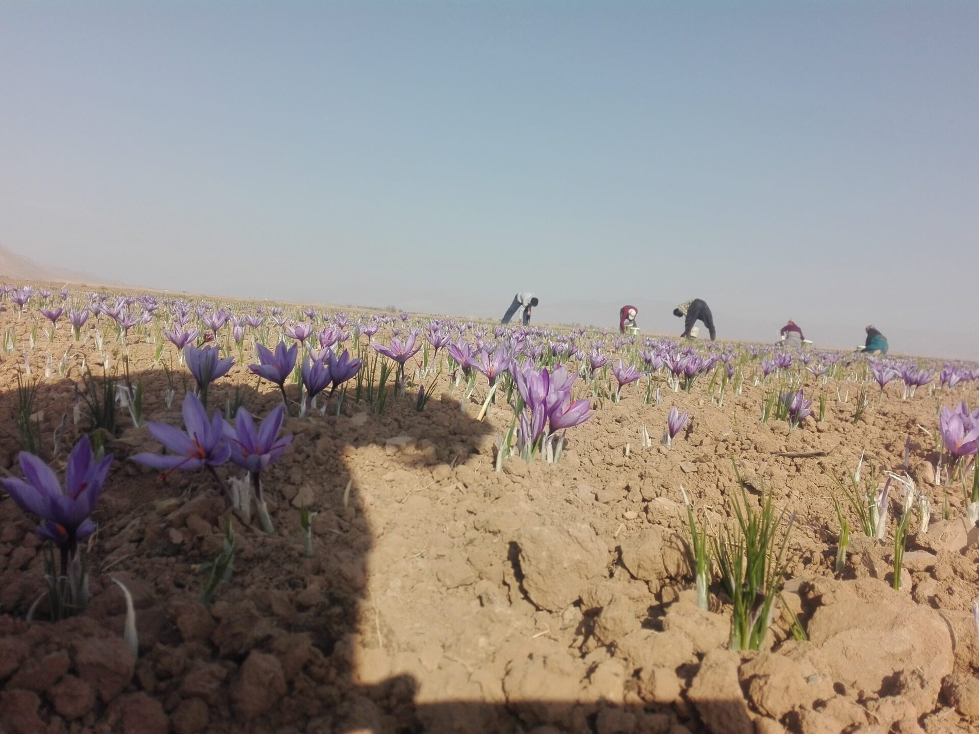 زعفران در گناباد