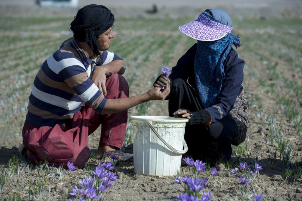 زعفران برای افسردگی و درمان آن