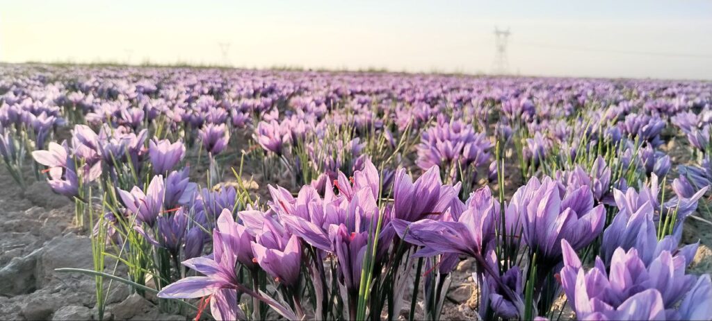 با زعفران افسردگی خداحافظ