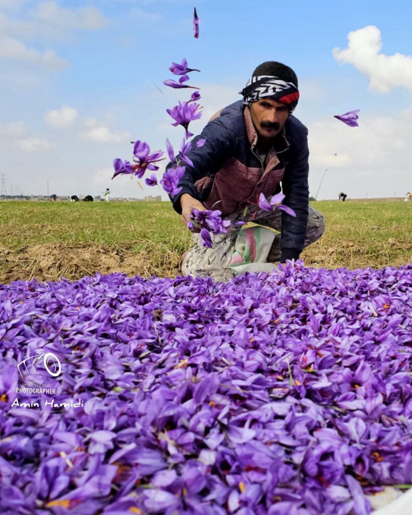 گلبرگ زعفران برای افسردگی