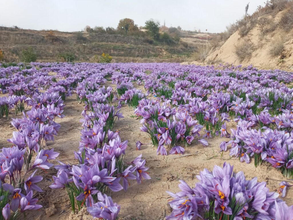 زعفران اصل زاوه