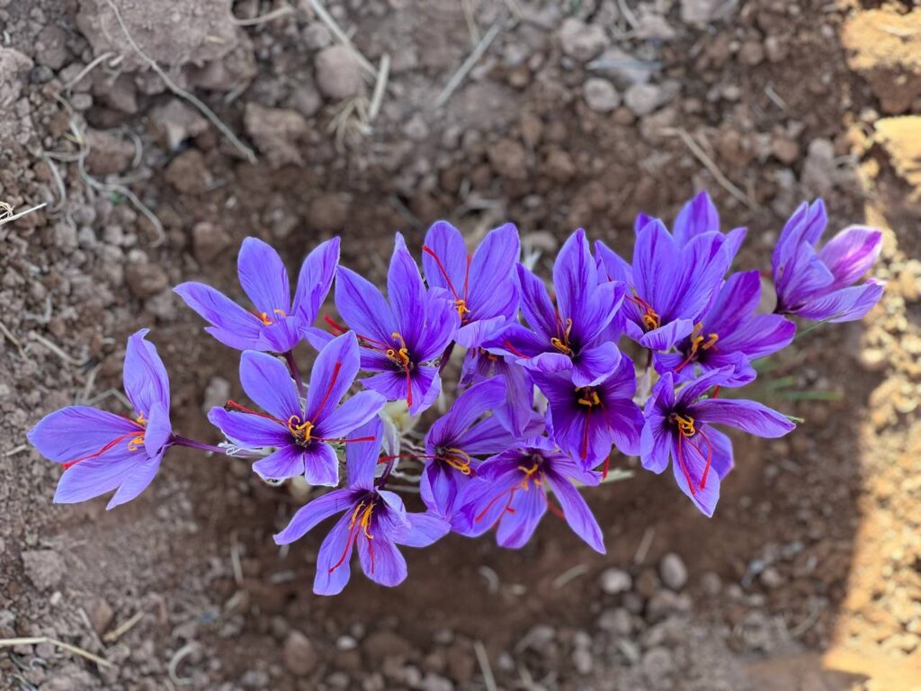 زعفران برای معده حساس