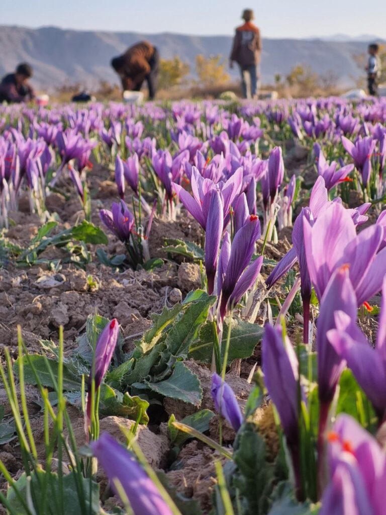 خرید زعفران عمده از کشاورز 