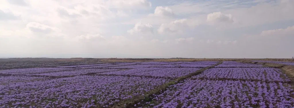 خرید زعفران در تهران