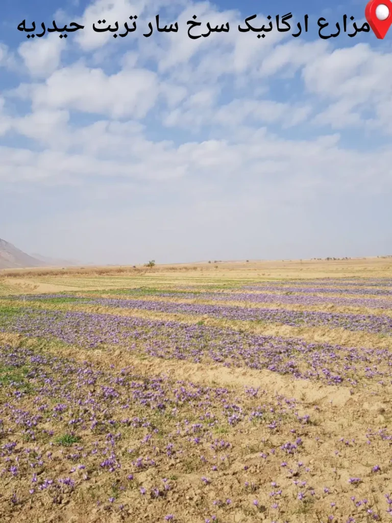 مزارع سرخ سار خراسان مشهد