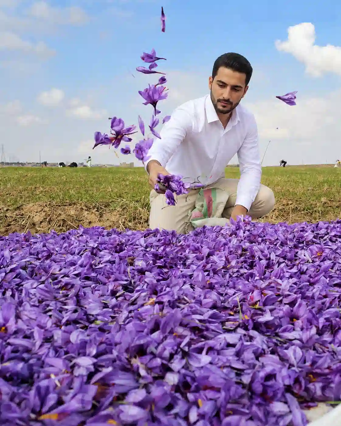 زعفران سرخ سار